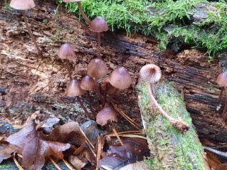 Mycena haematopus