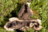 Geastrum fimbriatum