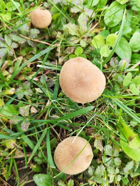 Lacrymaria lacrymabunda