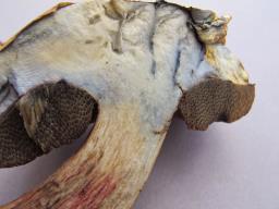 Suillellus luridus