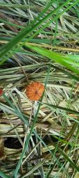 Marasmius curreyi