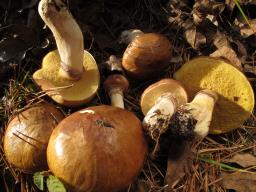 Suillus luteus