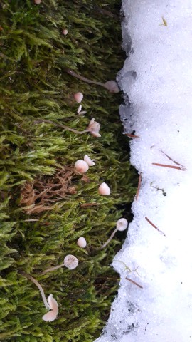 Mycena
