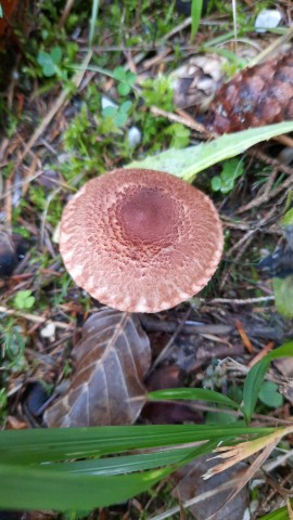 Tricholoma vaccinum