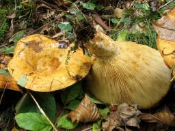 Lactarius scrobiculatus