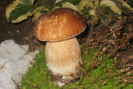 Boletus reticulatus