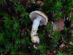 Cortinarius ophiopus