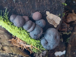 Daldinia concentrica