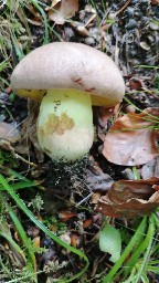 Butyriboletus appendiculatus