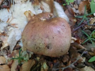 Russula romellii