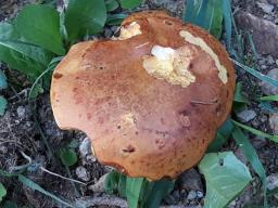 Suillus grevillei