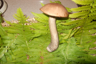 Leccinum scabrum