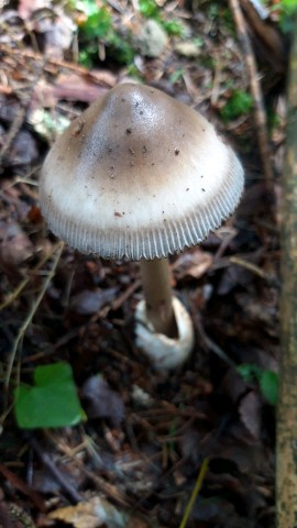 Amanita battarrae