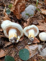 Hygrophorus chrysodon