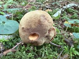 Xerocomus ferrugineus