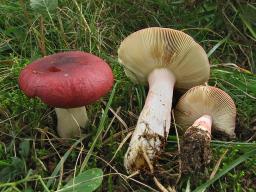 Russula xerampelina