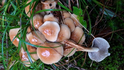 Hypholoma capnoides