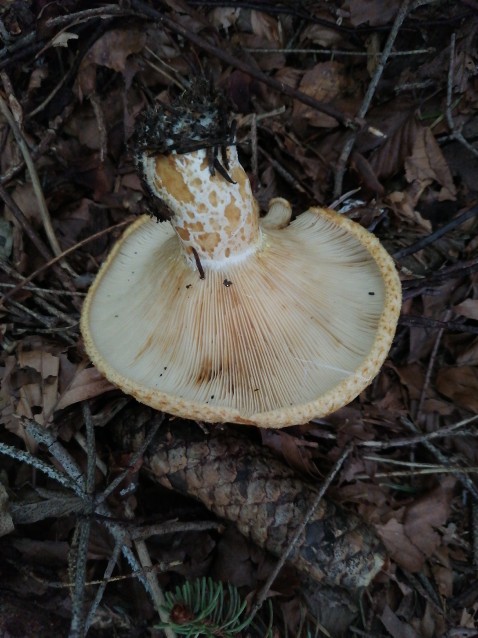 Lactarius scrobiculatus