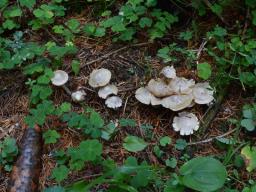 Inocybe umbratica