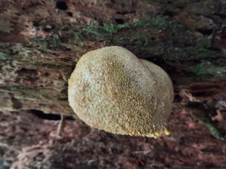 Scleroderma citrinum