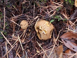 Scleroderma citrinum