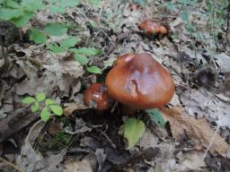 Tricholoma ustaloides