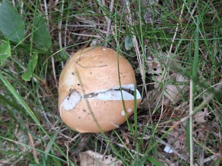 Russula decolorans