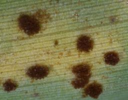 Puccinia phyllostachydis