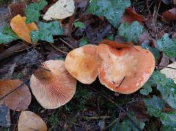 Lactarius salmonicolor