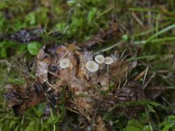 Collybia cirrhata