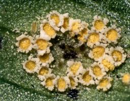 Uromyces minor