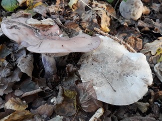 Lepista glaucocana