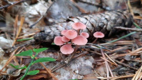 Mycena rosella