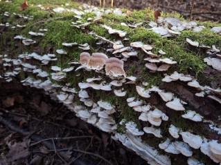 Pallidohirschioporus biformis