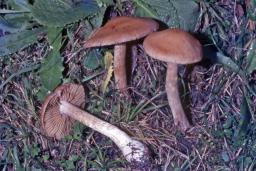 Cortinarius dilutus