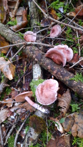 Hygrophorus capreolarius