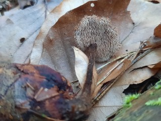 Auriscalpium vulgare