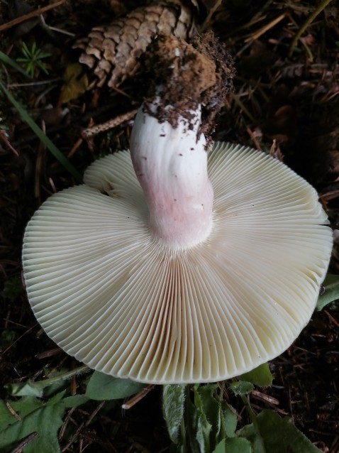 Russula violeipes