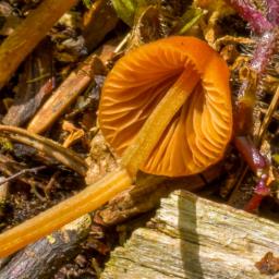 Conocybe tenera