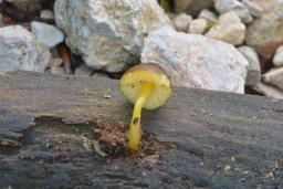 Pluteus romellii