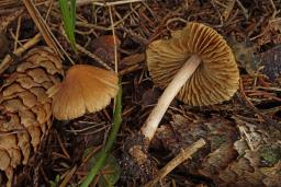 Inocybe nitidiuscula
