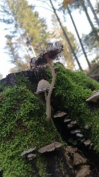 Coprinus giganteoporus