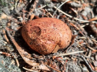 Rhizopogon roseolus