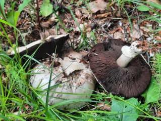 Agaricus bitorquis