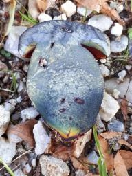 Neoboletus xanthopus