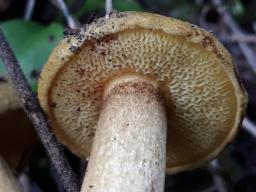 Pseudoboletus parasiticus