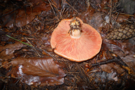 Lactarius deterrimus