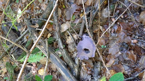 Cortinarius violaceus