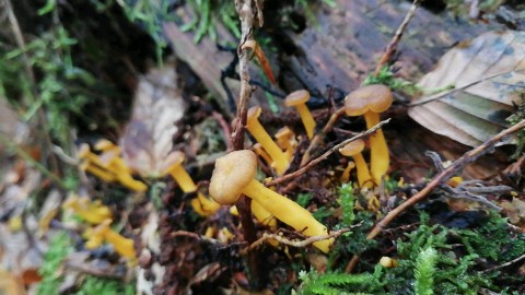 Cantharellus tubaeformis var. lutescens