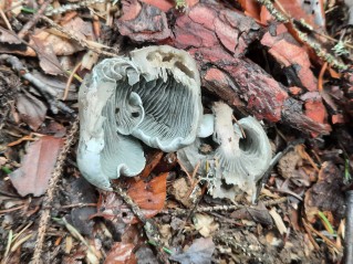 Clitocybe odora